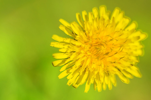 포토 JPG 해외이미지 식물 계절 공원 꽃 백그라운드 잎 밭 농업 자연 날씨 풍경 사람없음 야외 치료 초록색 여름 약 노란색 평화 정원 봄 활발 성장 벚꽃 시골 개화 닫기 숲 민들레 땅 정사각형 장면 내추럴 카피스페이스 해외202004 해외포토 도형 공공시설 산업 컬러 컨셉 의학 모션 공백 생태계 파일형식 이미지허브