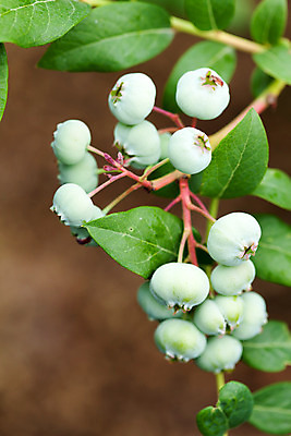 포토 JPG 해외이미지 식물 열매 음식 과일 자연 디저트 건강 사람없음 초록색 여름 농작물 그룹 달콤 먹기 질감 블루베리 숙성 채식주의자 해외202004 해외포토 계절 컬러 농업 모션 맛 생태계 채식 파일형식 이미지허브
