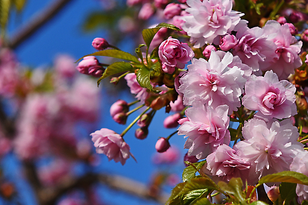 포토 JPG 해외이미지 나무 계절 꽃 분홍색 백그라운드 잎 자연 하늘 새로움 사람없음 초록색 파란색 새싹 봄 벚꽃 나뭇가지 신선 개화 체리 취급주의 해외202004 해외포토 식물 컬러 컨셉 과일 경고 생태계 파일형식 이미지허브