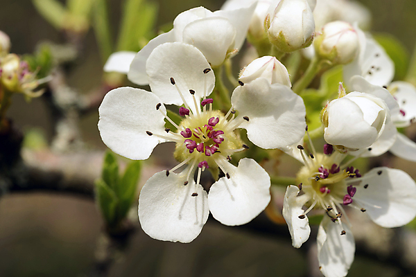 포토 JPG 해외이미지 나무 식물 계절 꽃잎 꽃 곤충 잎 꽃무늬 자연 하늘 사람없음 야외 목재 초록색 파란색 환경 정원 맑음 봄 성장 벚꽃 흰색 나뭇가지 신선 개화 닫기 수분 과수원 꽃가루 내추럴 꽃수술 많음 해외202004 해외포토 동물 컬러 컨셉 무늬 농업 재료 모션 날씨 가루 생태계 파일형식 이미지허브