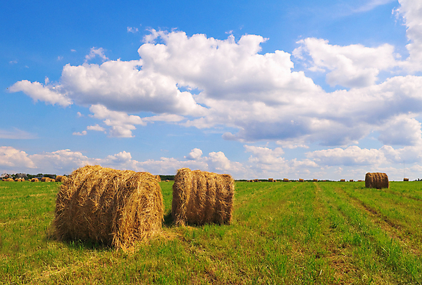포토 JPG 해외이미지 식물 구름 계절 밭 농업 자연 하늘 풍경 사람없음 초록색 여름 파란색 농작물 햇빛 농장 농경지 쌓기 마을 환경 수확 가을 시골 원형 황금 건초더미 볏짚 농부 결합 낟알 땅 두루마리 자르기 시리얼 밀 뭉치 밀짚 밭일 호밀 해외202004 해외포토 자연요소 도형 직업 산업 음식 컬러 모션 곡류 태양 건초 짚 생태계 파일형식 더미 이미지허브