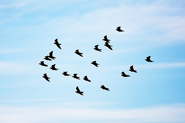 포토 JPG 해외이미지 동물 구름 실루엣 야생동물 여행 모션 자연 조류 하늘 바람 사람없음 야외 공중 파란색 빛 환경 검은색 어둠 봄 꿈 자유 흰색 비행 그룹 황무지 비둘기 상승 무료 해외202004 해외포토 자연요소 계절 컬러 컨셉 날씨 촬영기법 생태계 파일형식 이미지허브