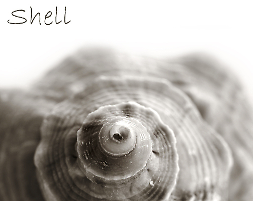 포토 JPG 해외이미지 디자인 바다 이동 텍스트 자연 조개 생물 흑백 나선형 사람없음 물 갈색 정원 껍질 스노클링 닫기 속도 시작 덮기 고립 칼슘 해외202004 해외포토 자연요소 컬러 컨셉 무늬 모션 어패류 촬영기법 수상스포츠 생태계 파일형식 이미지허브