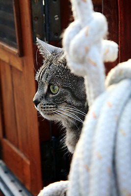 포토 JPG 해외이미지 동물 1 라이프스타일 응시 밧줄 바다 패턴 요트 휴식 수염 주택 털 항해 사람없음 반려동물 머리 고양이 줄무늬 회색 크루즈 모피 갑판 코 낮잠 귀 선원 승객 위스키 해외202004 해외포토 시선 줄 컬러 컨셉 무늬 배_교통 포유류 주류 건물 생활 신체부위 잠 파일형식 이미지허브