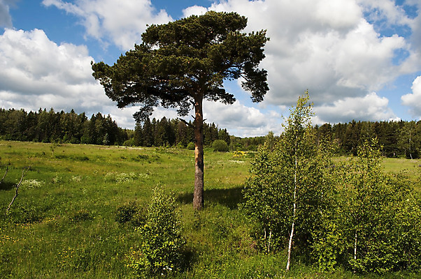 포토 JPG 해외이미지 나무 식물 구름 계절 여행 밭 자연 하늘 그림자 풍경 사람없음 야외 목재 초록색 여름 파란색 환경 침묵 나뭇가지 시골 소나무 숲 땅 러시아 전나무 자작나무 땅바닥 생태학 해외202004 해외포토 자연요소 교육 유럽 컬러 농업 재료 바닥 소리 생태계 파일형식 이미지허브