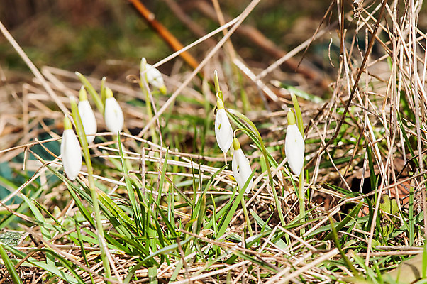 포토 JPG 해외이미지 식물 계절 꽃잎 꽃 잎 꽃무늬 밭 자연 따뜻함 텐트 사람없음 야외 목재 초록색 파란색 빛 햇빛 태양 새싹 정원 계곡 맑음 봄 벚꽃 종 흰색 신선 개울 숲 보석 내추럴 삼림지대 아네모네 취급주의 프리뮬러 헌병 해외202004 해외포토 자연요소 나무 컬러 무늬 농업 재료 날씨 캠핑도구 경고 강 군인 광석 생태계 파일형식 이미지허브
