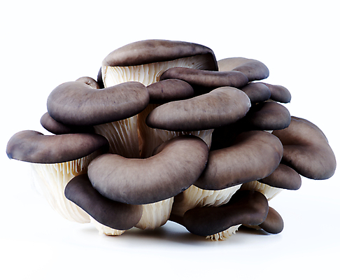 포토 JPG 해외이미지 채소 재료 사람없음 갈색 버섯 회색 흰색 신선 다발 흰배경 날것 흙더미 건강식 곰팡이 채식주의자 해외202004 해외포토 음식 컬러 백그라운드 흙 채식 파일형식 더미 이미지허브