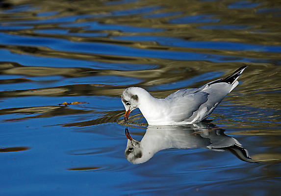 포토 JPG 해외이미지 야생동물 겨울 날개 자연 조류 사람없음 햇빛 반사 깃털 묘사 잔물결 해외202004 해외포토 동물 계절 물결 태양 생태계 파일형식 이미지허브
