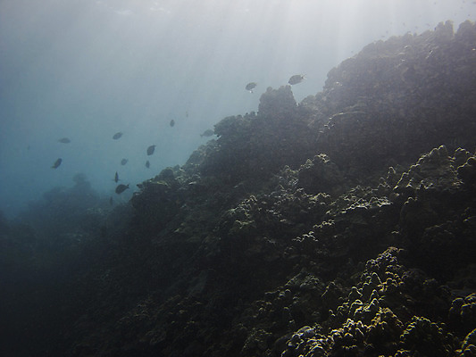 포토 JPG 해외이미지 식물 야생동물 바다 섬 자연 바닥 어류 사람없음 물 파란색 햇빛 환경 바닷속 수중 산호 잠수부 크리스탈 생태계 다이빙 하와이 소금 암초 수족관 대서양 강렬 깊이 동물상 소금물 이국적 침몰 터키석 해외202004 해외포토 자연요소 동물 컬러 태양 조형물 수영 미국 수중동물 자포동물 전문직 광석 보석 수중스포츠 파일형식 이미지허브
