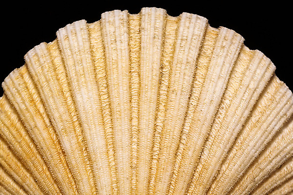 포토 JPG 해외이미지 모양 동물 모래 바다 백그라운드 자연 휴가 조개 골격 해변 사람없음 물 환경 검은색 수중 껍질 닫기 해산물 생태계 기념품 수족관 내추럴 고립 생태학 이국적 해외202004 해외포토 자연요소 교육 컬러 모션 어패류 오브젝트 파일형식 이미지허브