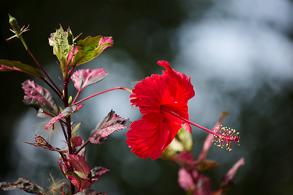 포토 JPG 해외이미지 식물 꽃 백그라운드 잎 꽃무늬 자연 사람없음 빨간색 초록색 정원 벚꽃 닫기 이국적 히비스커스 해외202004 해외포토 컬러 무늬 모션 생태계 파일형식 이미지허브