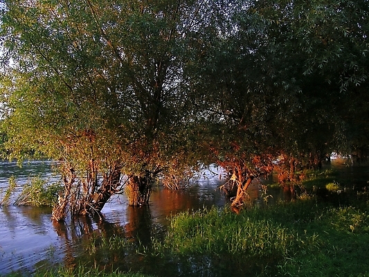 포토 JPG 해외이미지 나무 식물 풍경 사람없음 초록색 물 강 햇빛 태양 저녁 버드나무 해외202004 해외포토 자연요소 컬러 야간 파일형식 이미지허브