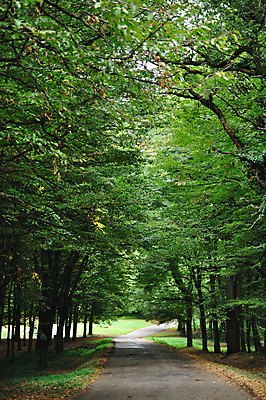 포토 JPG 해외이미지 나무 공원 도로 길 잎 자연 풍경 사람없음 야외 초록색 컬러풀 가을 시골 숲 그늘 장면 방법 해외202004 해외포토 식물 계절 공공시설 컬러 교통시설 생태계 파일형식 이미지허브
