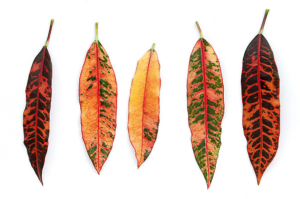 포토 JPG 해외이미지 나무 식물 디자인 공원 꽃 선 백그라운드 잎 꽃무늬 패턴 자연 벽지 표면 사람없음 장식 빨간색 초록색 컬러풀 노란색 정원 봄 닫기 다발 꽃집 피부 묘사 원예 질감 내추럴 해외202004 해외포토 계절 공공시설 컬러 무늬 모션 취미 신체부위 상점 생태계 파일형식 이미지허브