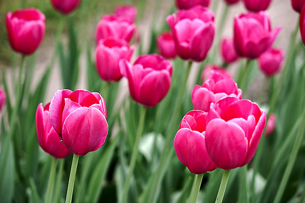 포토 JPG 해외이미지 모양 꽃 백그라운드 자연 사람없음 세트 정원 봄 튤립 해외202004 해외포토 식물 계절 생태계 파일형식 이미지허브