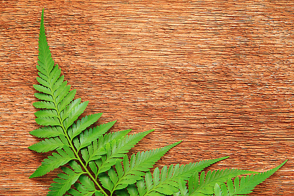 포토 JPG 해외이미지 나무 식물 계절 잎 자연 탁자 사람없음 목재 초록색 나뭇가지 신선 유기농 양치류 해외202004 해외포토 웰빙 컬러 가구 재료 생태계 파일형식 이미지허브