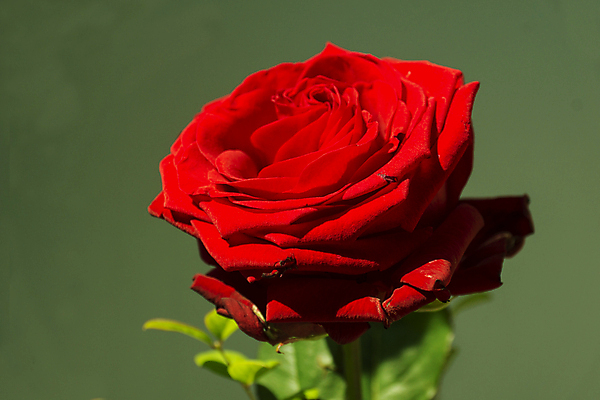 포토 JPG 해외이미지 식물 기념일 꽃잎 꽃 줄기 결혼 발렌타인데이 사랑 사람없음 빨간색 초록색 파란색 장미 우아함 향기 해외202004 해외포토 감정 컬러 컨셉 데이이벤트 이벤트 냄새 파일형식 이미지허브