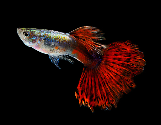 포토 JPG 해외이미지 동물 남자 백그라운드 이동 오렌지 모션 자연 어류 사람없음 장식 빨간색 물 반려동물 유행 검은색 수중 수영 신선 공작 꼬리 탱크 수족관 강렬 고립 해외202004 해외포토 자연요소 컬러 컨셉 과일 조류 사람 수중동물 수상스포츠 생태계 파일형식 이미지허브