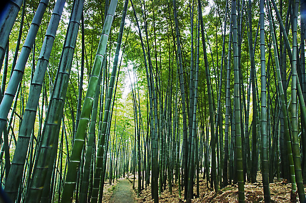포토 JPG 해외이미지 도로 풍경 사람없음 초록색 중국 대나무 생태계 내추럴 해외202004 해외포토 나무 아시아 길 컬러 교통시설 파일형식 이미지허브