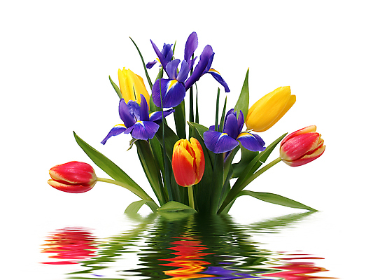 포토 JPG 해외이미지 식물 꽃잎 꽃 줄기 백그라운드 잎 꽃무늬 오렌지 자연 부활절 선물 사람없음 초록색 빛 컬러풀 노란색 우주 정원 꽃병 봄 튤립 벚꽃 흰색 축하 신선 4월 배열 양동이 수선화 붓꽃 내추럴 고립 해외202004 해외포토 계절 기념일 컬러 컨셉 무늬 과일 날짜 생태계 파일형식 이미지허브