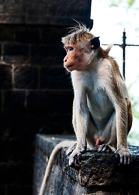 포토 JPG 해외이미지 동물 헤어스타일 응시 시선 얼굴 벽 생각 통신 동물원 사람없음 반려동물 머리 침묵 회색 원숭이 주름 유머 작음 스마트 꼬리 날카로움 유인원 치타 섬광 심각 옛날 해외202004 해외포토 감정 컬러 컨셉 포유류 신체부위 소리 크기 파일형식 이미지허브