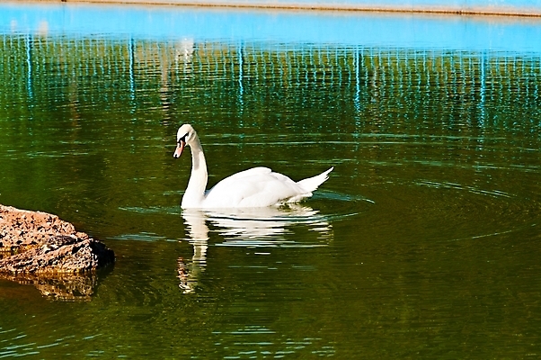 포토 JPG 해외이미지 동물 공원 호수 야생동물 날개 자연 조류 하늘 엄마 아침 사랑 성인 사람없음 야외 초록색 물 파란색 빛 강 반사 평화 정원 검은색 수영 침묵 안개 바위 흰색 하트 아기 연못 황무지 우아함 순수 깃털 부리 백조 장면 목 단아함 무료 벙어리 해외202004 해외포토 주간 자연요소 모양 공공시설 감정 컬러 컨셉 가족 날씨 사람 신체부위 소리 돌_바위 수상스포츠 생태계 파일형식 이미지허브