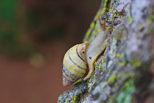 포토 JPG 해외이미지 식물 동물 1 계절 음식 백그라운드 잎 밭 모션 자연 생물 연체동물 안테나 나선형 사람없음 초록색 갈색 정원 봄 신선 행운 클로버 작음 먹기 느림 기어가기 고립 해외202004 해외포토 컬러 컨셉 무늬 농업 통신 무척추동물 크기 생태계 파일형식 이미지허브