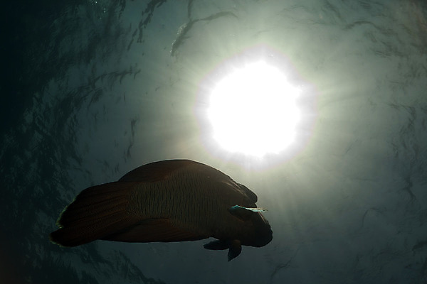 포토 JPG 해외이미지 식물 동물 모래 바다 백그라운드 자연 표면 어류 풍경 사람없음 물 파란색 컬러풀 햇빛 태양 바닷속 수중 광선 산호 아래 다이빙 장면 암초 깊이 소금물 이국적 침몰 파라다이스 해외202004 해외포토 자연요소 컬러 수영 수중동물 자포동물 방향 생태계 위치 수중스포츠 파일형식 이미지허브