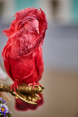 포토 JPG 해외이미지 동물 행복 야생동물 분홍색 백그라운드 컨셉 날개 자연 조류 추상 휴가 함께함 사랑 사람없음 야외 빨간색 컬러풀 보라색 희망 흰색 그리기 심볼 순수 싱글 비둘기 장면 해외202004 해외포토 감정 컬러 무늬 모션 생태계 파일형식 이미지허브