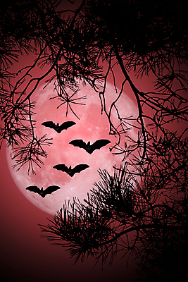 포토 JPG 해외이미지 나무 식물 동물 날개 자연 조류 하늘 사람없음 야외 빨간색 빛 새벽 할로윈 달 나뭇가지 야간 박쥐 천국 흡혈귀 해외202004 해외포토 자연요소 컬러 포유류 생태계 파일형식 이미지허브