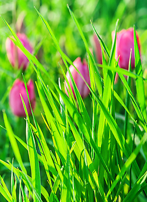 포토 JPG 해외이미지 식물 계절 꽃 분홍색 꽃다발 결혼 백그라운드 잎 꽃무늬 밭 자연 부활절 발렌타인데이 사랑 사람없음 장식 빨간색 초록색 컬러풀 노란색 정원 보라색 일몰 봄 튤립 벚꽃 흰색 축하 신선 집중 심볼 내추럴 카피스페이스 해외202004 해외포토 기념일 감정 컬러 컨셉 무늬 농업 데이이벤트 이벤트 노을 공백 생태계 파일형식 이미지허브