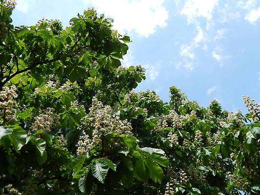 포토 JPG 해외이미지 나무 식물 계절 공원 꽃잎 꽃 백그라운드 잎 자연 사람없음 야외 빨간색 초록색 봄 벚꽃 흰색 나뭇가지 개화 해외202004 해외포토 공공시설 컬러 생태계 파일형식 이미지허브