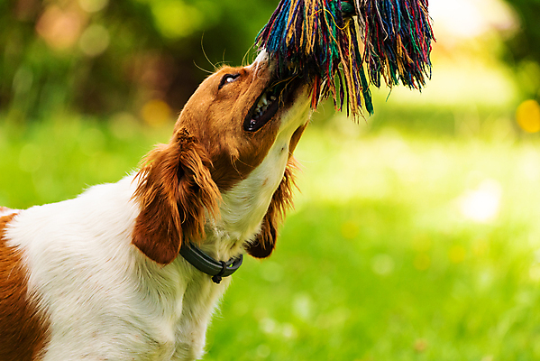 포토 JPG 해외이미지 동물 여자 백그라운드 컨셉 포유류 놀이 앉기 사람없음 야외 초록색 반려동물 갈색 스패니얼 잡기 개 강아지 사냥 사냥개 사냥꾼 송곳니 기르기 유래 해외202004 해외포토 직업 컬러 모션 사람 치아 돌봄 파일형식 이미지허브