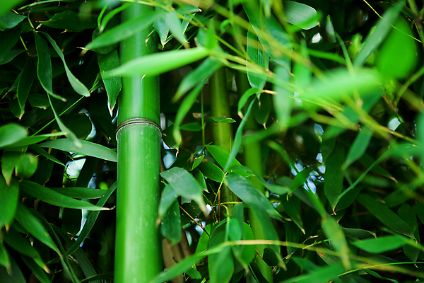 포토 JPG 해외이미지 나무 식물 아시아 문화 선 백그라운드 잎 자연 추상 건강 사람없음 장식 초록색 정원 일본 스파 중국 에너지 성장 신선 숲 열대우림 대나무 원예 생물학 동쪽 이국적 해외202004 해외포토 교육 나라 컬러 무늬 취미 방향 생태계 파일형식 이미지허브