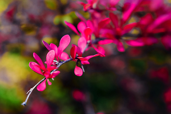 포토 JPG 해외이미지 나무 식물 공원 열매 꽃잎 꽃 분홍색 잎 꽃무늬 밭 오렌지 자연 사람없음 빨간색 초록색 여름 노란색 정원 봄 벚꽃 가을 나뭇가지 개화 사과 데이지 내추럴 해외202004 해외포토 계절 공공시설 컬러 무늬 농업 과일 생태계 파일형식 이미지허브