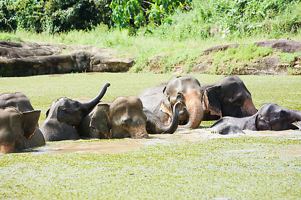 포토 JPG 해외이미지 아시아 여유 야생동물 여행 자연 휴가 휴식 코끼리 수영장 풍경 사람없음 여름 강 햇빛 평화 맑음 목욕 자유 시골 편안함 엽서 내추럴 스리랑카 파라다이스 해외202004 해외포토 동물 계절 감정 나라 컨셉 포유류 날씨 태양 청결 감각 편지 생태계 파일형식 이미지허브