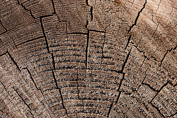 포토 JPG 해외이미지 벽 백그라운드 패턴 자연 표면 날씨 바닥 사람없음 목재 갈색 노란색 우주 마을 칠판 어둠 수확 골동품 시골 판넬 얼룩 거친 널 낟알 책상 질감 복고 스크래치 그런지 수목 옛날 효과 해외202004 해외포토 나무 컬러 가구 무늬 농업 재료 생태계 파일형식 이미지허브