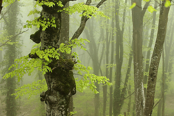 포토 JPG 해외이미지 나무 식물 계절 낙엽 잎 자연 풍경 사람없음 야외 목재 초록색 여름 햇빛 환경 침묵 봄 안개 나뭇가지 보호 숲 장면 삼림지대 해외202004 해외포토 컬러 컨셉 재료 날씨 태양 소리 생태계 파일형식 이미지허브