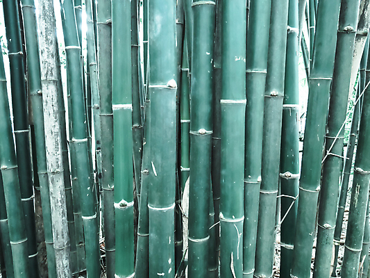 포토 JPG 해외이미지 나무 식물 공원 아시아 문화 선 여행 백그라운드 잎 자연 동양인 풍경 사람없음 야외 목재 초록색 환경 정원 성장 나뭇가지 신선 숲 대나무 내추럴 생태학 해외202004 해외포토 공공시설 교육 나라 컬러 재료 인종 생태계 파일형식 이미지허브