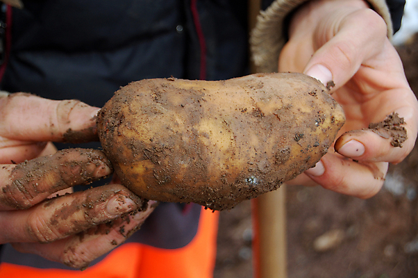 포토 JPG 해외이미지 손 음식 조각 백그라운드 채소 재료 감자 건강 사람없음 농작물 갈색 흰색 먹기 준비 날것 뿌리 고립 녹말 채식주의자 해외202004 해외포토 컬러 농업 모션 신체부위 채식 파일형식 이미지허브