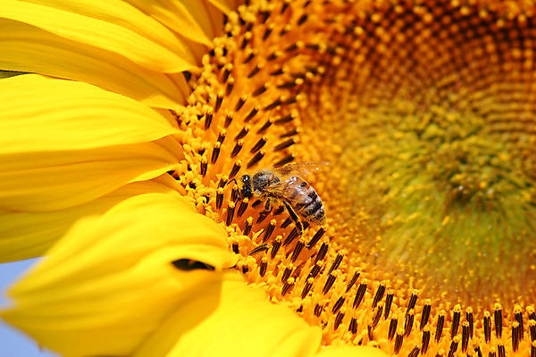 포토 JPG 해외이미지 식물 동물 계절 꽃잎 꽃 문화 곤충 잎 농업 자연 해바라기 사람없음 초록색 컬러풀 노란색 머리 활발 수확 성장 벚꽃 시골 꿀벌 수분 싱글 꽃가루 꿀 호박벌 해외202004 해외포토 산업 컬러 컨셉 신체부위 벌_곤충 가루 생태계 파일형식 이미지허브
