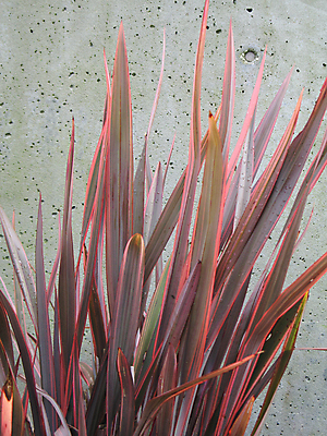 포토 JPG 해외이미지 식물 공원 선 벽 분홍색 자연 사람없음 야외 빨간색 세로 물 정원 젖음 성장 물방울 신선 칼날 큼 분수 시멘트 콘크리트 해외202004 해외포토 자연요소 공공시설 컬러 크기 생태계 파일형식 이미지허브