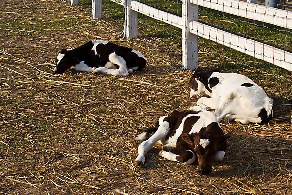 포토 JPG 해외이미지 동물 1 응시 남자 얼굴 백그라운드 밭 농업 포유류 자연 하늘 스테이크 서기 사람없음 야외 초록색 여름 파란색 농장 농경지 갈색 머리 검은색 가축 소고기 우유 흰색 시골 아기 소 군중 방목 가죽 황소 송아지 밭일 서쪽 해외202004 해외포토 시선 계절 산업 새끼 컬러 모션 유제품 서양음식 육류 사람 신체부위 축산업 방향 생태계 파일형식 이미지허브