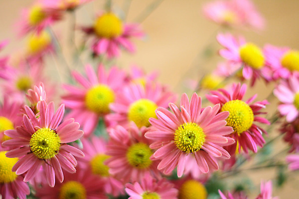 포토 JPG 해외이미지 식물 계절 꽃 분홍색 꽃다발 백그라운드 꽃무늬 자연 사람없음 장식 제비꽃 만족 해외202004 해외포토 감정 컬러 무늬 생태계 파일형식 이미지허브