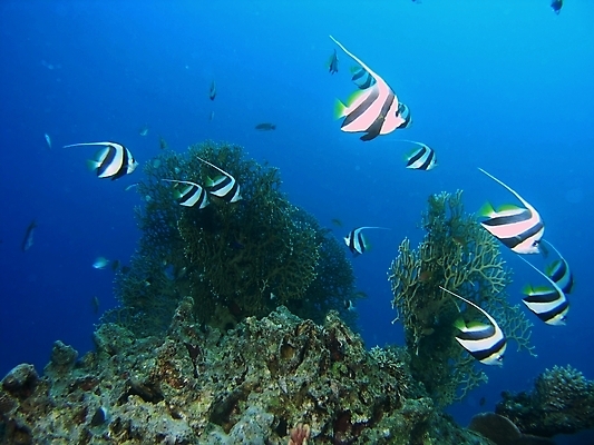 포토 JPG 해외이미지 식물 동물 야생동물 자연 표면 어류 사람없음 물 반사 수중 투명 스노클링 산호 잠수부 다이빙 암초 동물상 해외202004 해외포토 자연요소 조형물 수영 수중동물 수상스포츠 자포동물 전문직 생태계 수중스포츠 파일형식 이미지허브
