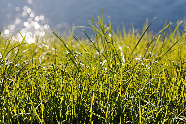 포토 JPG 해외이미지 나무 식물 계절 꽃 백그라운드 잎 밭 농업 자연 불꽃 새로움 풍경 잔디 사람없음 야외 가로 초록색 물 여름 강 햇빛 우주 환경 봄 활발 성장 흰색 신선 칼날 땅 시작 뿌리 먼지 장면 고립 멀티 모종 해외202004 해외포토 자연요소 산업 컬러 컨셉 불 태양 생태계 파일형식 이미지허브
