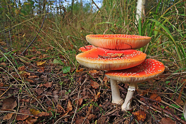 포토 JPG 해외이미지 주간 낙엽 자연 나뭇잎 근접촬영 사람없음 야외 버섯 숲속 해외202004 해외포토 자연요소 뷰포인트 잎 숲 생태계 파일형식 이미지허브