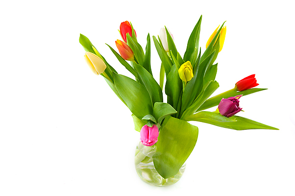 포토 JPG 해외이미지 꽃 분홍색 꽃다발 유리 실내 사람없음 내부 빨간색 노란색 꽃병 봄 튤립 흰색 다발 네덜란드 고립 섞기 해외202004 해외포토 식물 계절 유럽 컬러 재질 파일형식 이미지허브