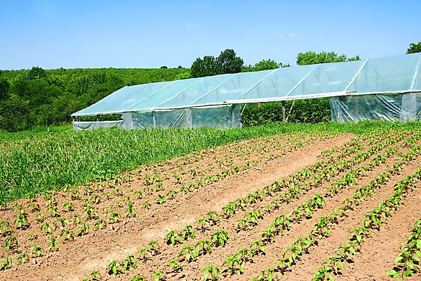 포토 JPG 해외이미지 나무 식물 전통 산업 지구 잎 농업 채소 하늘 프레임 풍경 사람없음 초록색 여름 파란색 햇빛 농장 정원 맑음 흙 봄 성장 시골 땅 필름 유기농 생태계 원예 후추 내추럴 땅바닥 밭일 심기 온실 우크라이나 그리너리 해외202004 해외포토 웰빙 계절 유럽 컬러 모션 날씨 바닥 취미 태양 향신료 파일형식 트랜드컬러 이미지허브