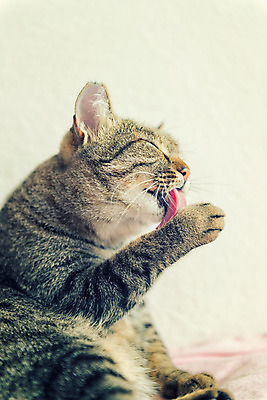 포토 JPG 해외이미지 동물 사람없음 반려동물 고양이 씻기 청소 해외202004 해외포토 포유류 청결 파일형식 이미지허브